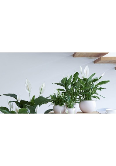 Barış Çiçeği – Spathiphyllum 60cm