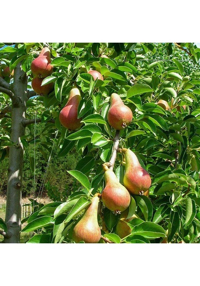 Tüplü, Aşılı, CARMEN Armut Fidanı