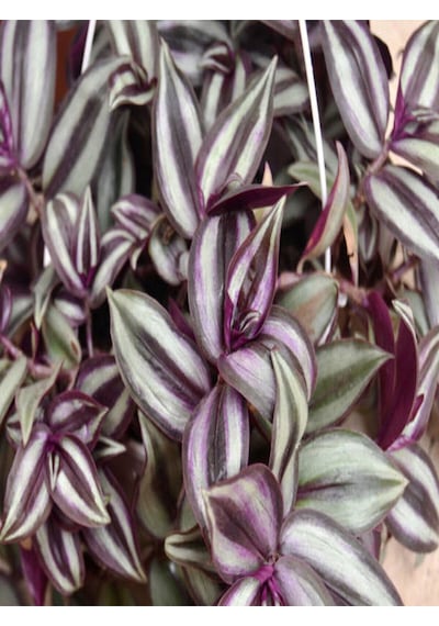Videolu 1 Adet Bordo Telgraf Çiçeği 5-15 Cm Saksılı Çiçekli Bodur Bitkiler Tradescantia