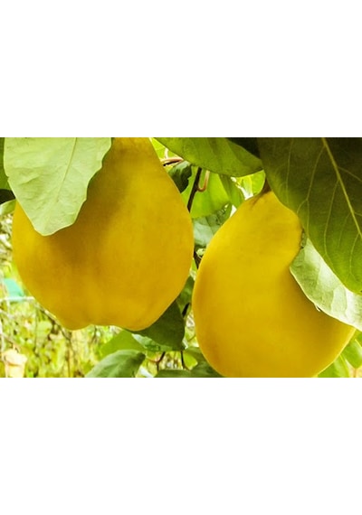 Ekmek Ayvası Fidanı - Tüplü ve Aşılı