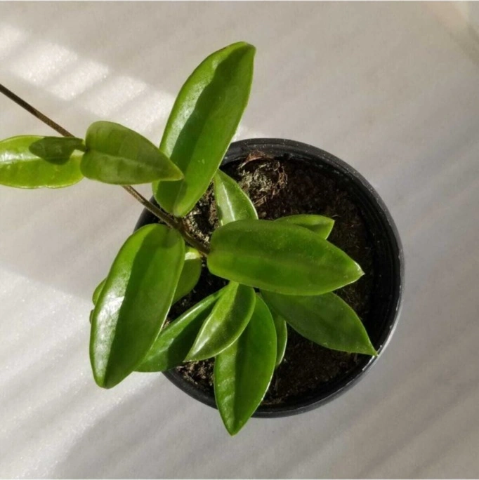 Mum Çiçeği Fidesi Köklenmiş Hoya Pembe 10-20 Cm