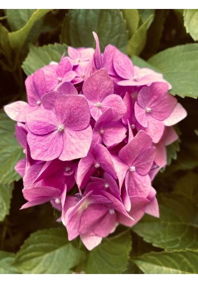 Videolu Pembe Ortanca 30 50 Cm 1 Adet Tüplü Çiçekli Bahçe Balkon Bitkisi Hydrangea Macrophylla