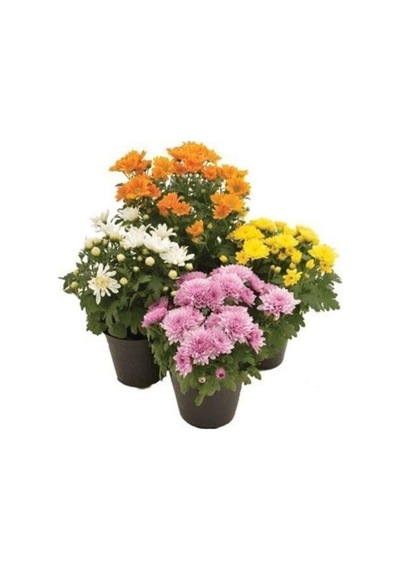 Kasımpatı Set Chrysanthemum 4 Adet Pembe Sarı Turuncu Beyaz