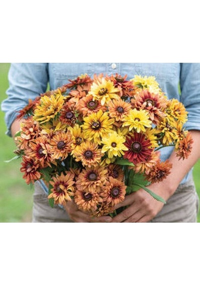 10 Adet Sahara Rubeckia Mix Tohumu