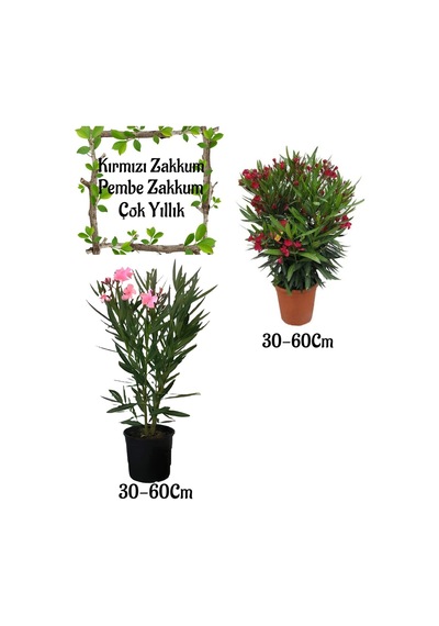 Kırmızı Zakkum Çiçeği 1 Adet+ Pembe Zakkum Çiçeği 1 Adet Saksılı Bahçe Seti