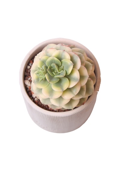 Echeveria Niksana - Sukulent Haangarden