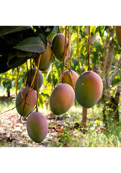 Aşılı Keitt Mango Fidanı - 2 Yaş - Tüplü 60-70 Cm - Lifsiz Dev Meyveli Tropikal Meyve Ağacı