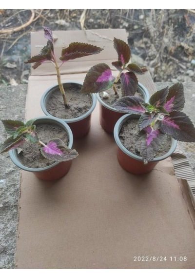 Yaprak Güzeli Çiceği Fidanı 10-20 Cm