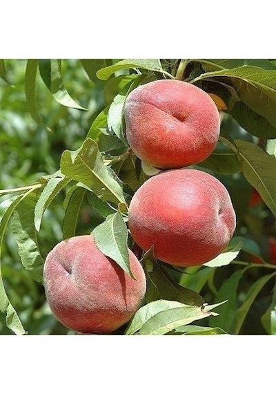 3 Yaş Aşılı Şeftali Fidanı Ruby Rich, Torbada