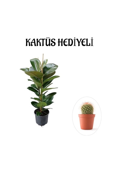 Parlak Canlı Yapraklı Kauçuk Bitkisi Sevgililer Gününe Özel Kaktüs Hediyeli