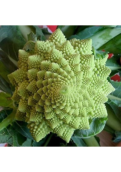 İtalyan Romanesco Piramit Brokoli Tohumu