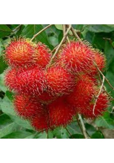 1 Adet Tohum Nadir Organik Tropikal Rambutan Meyve Ağaç Tohumu