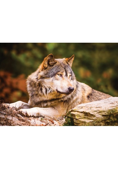 Ks Puzzle 100 Parça Animal Planet Lonewolf Yalnız Kurt