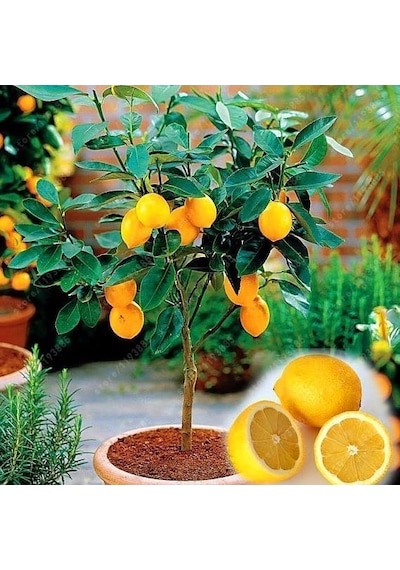 2 Yaş Aşılı Meyvesiz Yediveren Bodur Limon Fidanı. Torbada