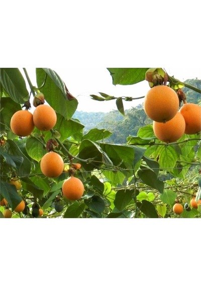 Tropikal Granadilla Meyvesi Tohumu 5 Adet Tohum