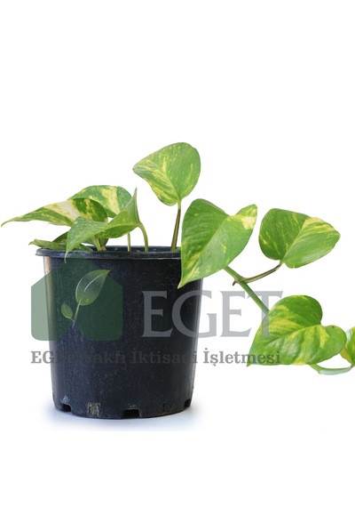 Altın Patos Çiçeği Epipremnum Aureum
