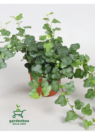 Hedera Helix Sarmaşığı Saksıda 1 Adet 30-40cm