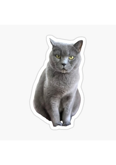 British Shorthair Kedi Araba Oto Sticker Etiket 17Cm Z4