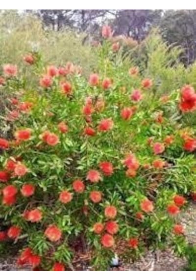 Fırça Çalısı Callistemon 10 Adet