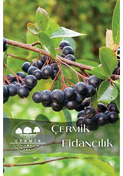 Viking Siyah Aronya Fidanı Aronia Chokeberry