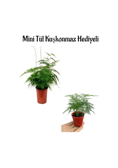 Tül Kuşkonmaz Çiçeği Öğretmenler Gününe Özel Mini Tül Kuşkonmaz Hediyeli