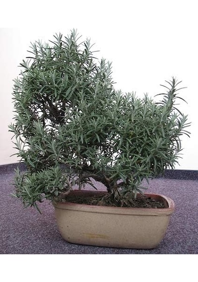 Ayrex Biberiye Bonsai Ağacı 10 Tohum Saksı Toprak Seti