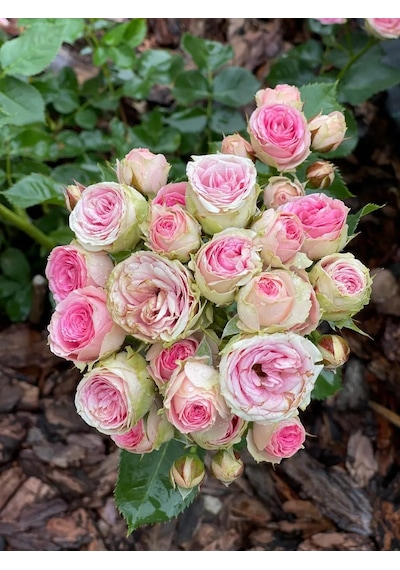 Dream Roses Mimmi Eden Gül Fidesi 159488808