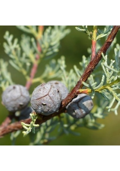 Mavi Servi Cupressus Arizona Tohumu 100 Gr.