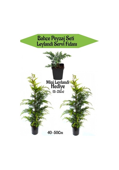 Bahçe Peyzaj Seti 2 Adet Leylandi Servi Fidanı+ Hediye Mini Leylandi Fidanı