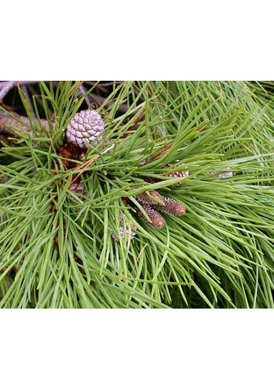 Fıstık Çamı Fidanı 3 Adet - Pinus Pinea