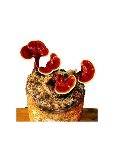 Organik Bitkim Reishi Tozu (Ganoderma Lucidum) 10 G