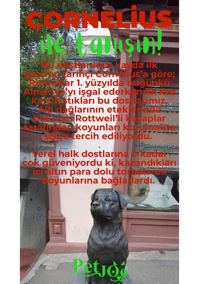 Petjoo 20.Cornelius Yeşil-Kırmızı Qr'lı Köpek Künyesi