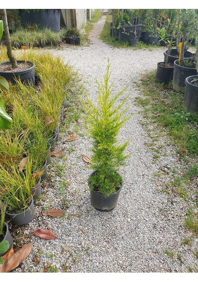Limon Çamı Limoni Servi 30-60 Cm
