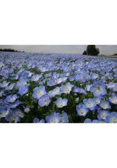 10 Adet Natural Flower Baby Eyes Mix Tohumu