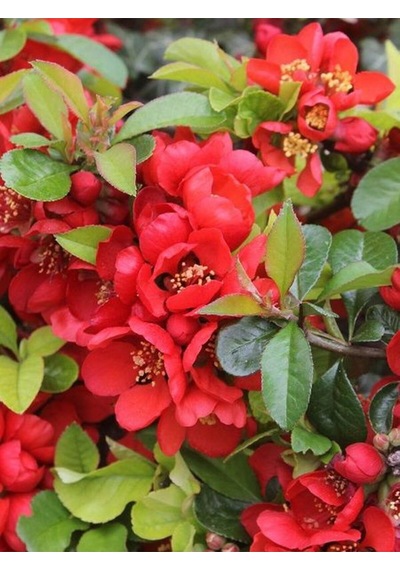Videolu Canlı Kırmızı Renk 1 Adet Bahar Dalı Çiçeği Fidanı 40-60cm Saksılı Spring Branch Flower