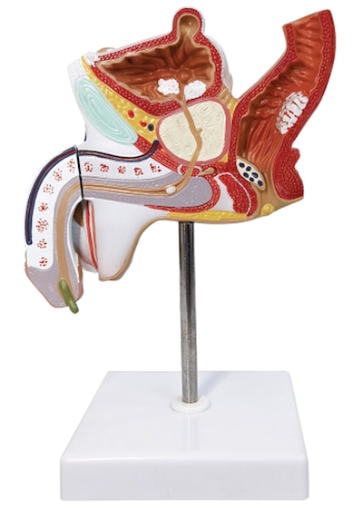 Erkek Ürogenital Sistemi Patoloji Modeli, Gerçek Boyut, 2 Parçalı - Erkek Genital Organ Modeli 01