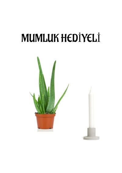 Dolgun Formlu Aleo Vera Bitkisi Mumluk Hediyeli Sevgiler Gününe Özel Hediyeli Bitki