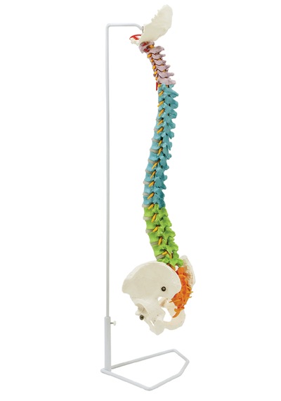 Renkli Ve Esnek Didaktik Omurga Modeli, 85 Cm, Pelvis Ve Sinirleri İçeren - Omurga Maketi 01