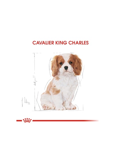 Royal Canin Junior King Charles Yavru Köpek Maması 1500 G