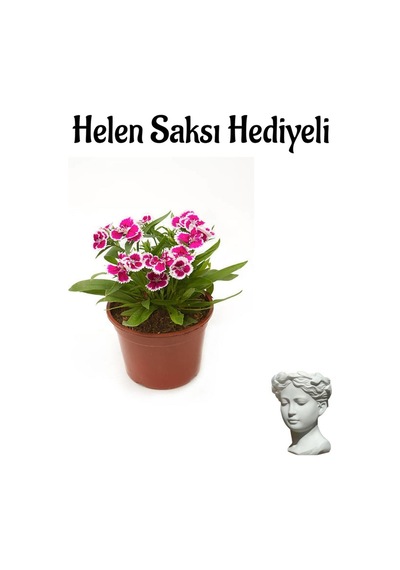 Pembe Çin Karanfili Çiçeği Sevgililer Gününe Özel Helen Saksı