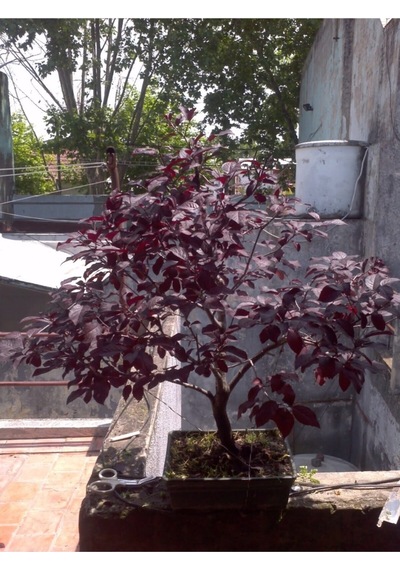 Bodur Bonsai Erik Ağacı Tohumu Prunus Erik Ağacı Tohumu 2 Adet Tohum