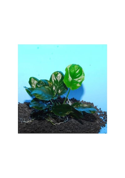 Anubias Barteri Round Golden Coin 5-6 Yapraklı Canlı Bitki Diğer