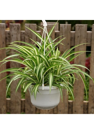 Kurdele Çiçeği Chlorophytum Comosum 10 Adet