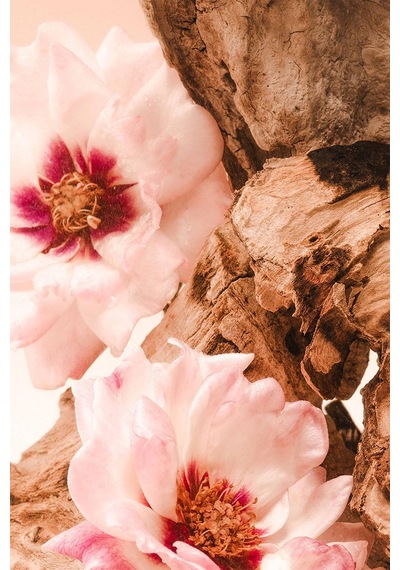 Saltair Santal Bloom Vücut Spreyi 236ml