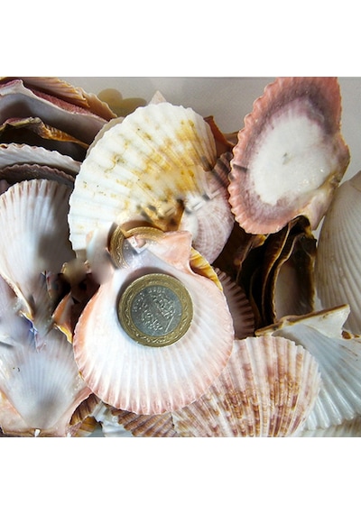 Argopecten Small Kiloluk Deniz Kabuğu 1 Kg