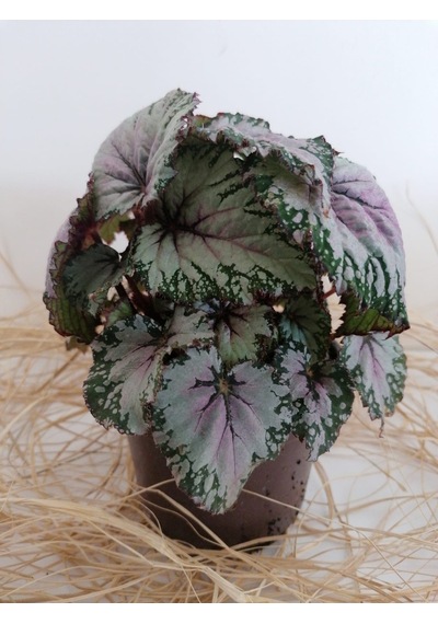 Serada Decor Plant Begonya Rex Yaprak Güzeli