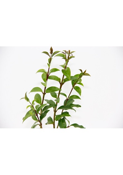 Bonsai Ligustrum Japonicum - Hediyelik 25-30 Cm