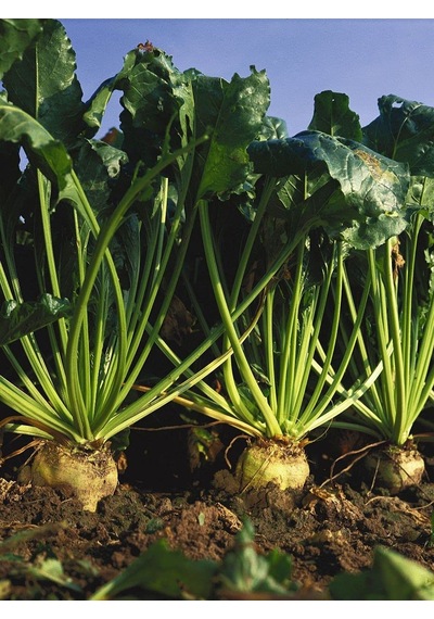 Agrodal Tarım Ata Tohumu Yerli Şeker Pancarı 100 Adet Tohum Sku: Smgstk9484f29634 Açık Gri