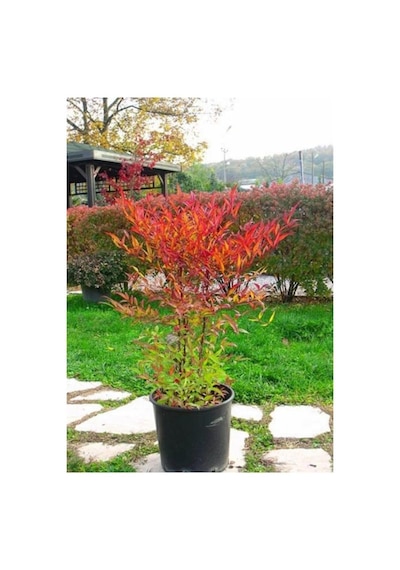 Cennet Bambusu Bitkisi Nandina Domestica 25-30 Cm Saksıda