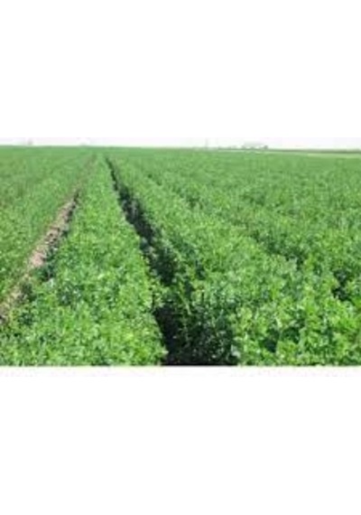 Osm Kayseri Yonca Tohumu 1 KG Yonca